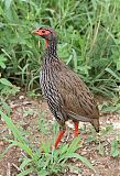 Red-necked Francolin